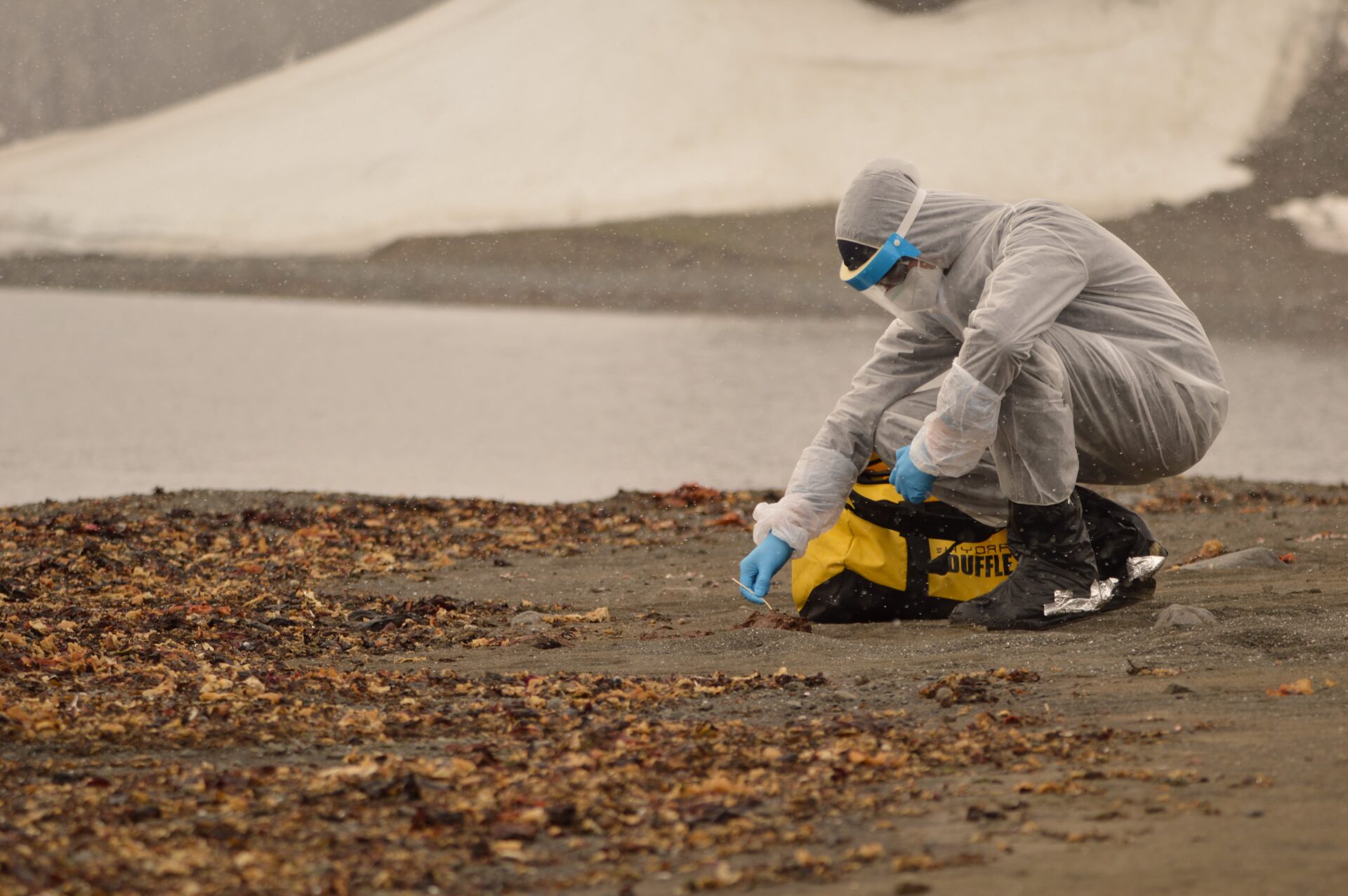 Unprecedented discovery: They confirm the presence of bird flu in dead birds in Antarctica